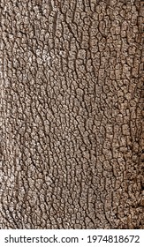 Tree bark background for your design. Abstract natural wood texture background. Place for text.