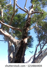 Tree bark and branches textures 