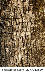 tree bark brush photoshop background. High quality photo