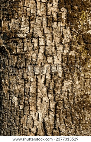 tree bark brush photoshop background. High quality photo