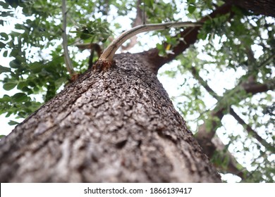 Tree Bark, City Tree, East Jakarta 2020