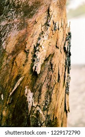 Tree Bark Close Up