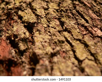 Tree bark up close