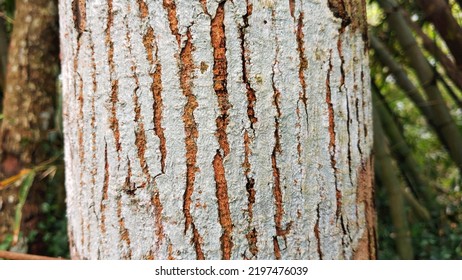 Tree Bark Close Up Mahogany Bark Stock Photo Shutterstock