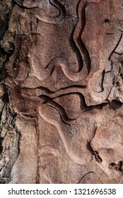 Tree Bark Closeup