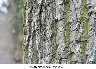 tree bark closeup