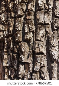 Tree Bark Closeup