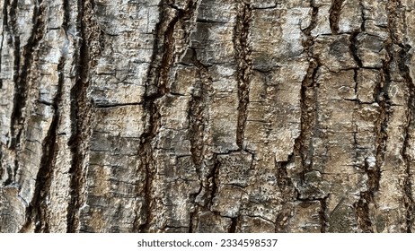tree bark closeup for background