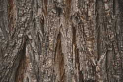 Tree Bark, Close-up Bark,, Natural, Natural Background, Linear Texture, Porous , Rough Surface, Natural Pattern, Wooden Texture, Relief Surface, Brutal Background, Natural 
