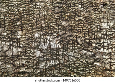 tree bark closeup texture in the forest