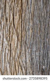 Tree bark. Cypress bark. Texture. 