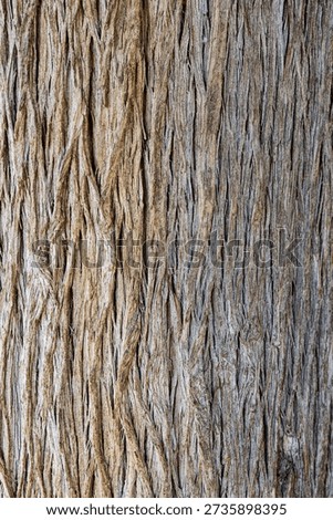 Tree bark. Cypress bark. Texture. 
