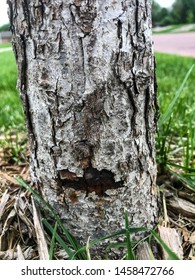 Tree Bark Damage Caused From Weed Eater