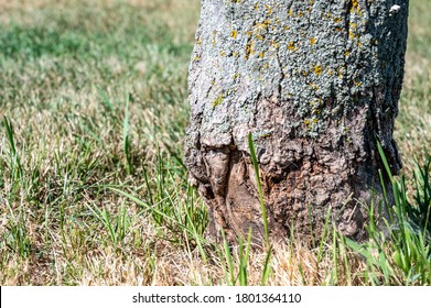 Tree Bark Damage Caused From Weed Eater