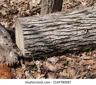 Tree Bark Discoloration Caused By Emerald Ash Borer Damage