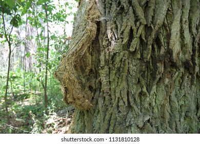 Tree bark in the forest