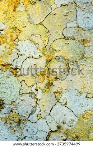 a tree bark forms a face, depending on the angle of the viewer.