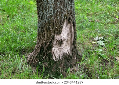 Tree bark gnawed by beavers