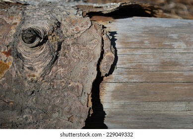 Tree Bark With Knot