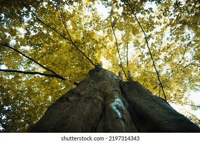 Tree Bark And Leaf Foilage