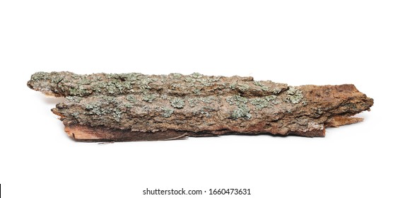 Tree bark with lichen isolated on white background and texture, side view