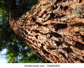 Tree bark Looking up at the Tree