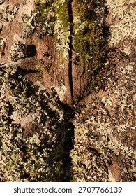 tree bark or misplaced ideas