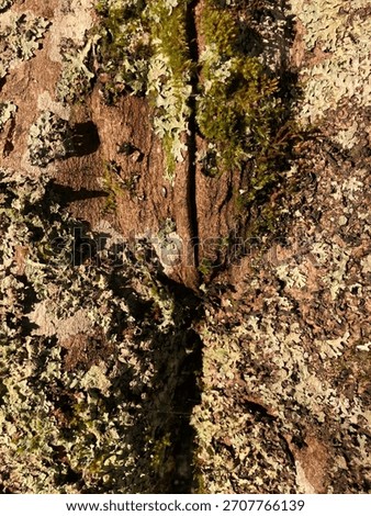 tree bark or misplaced ideas