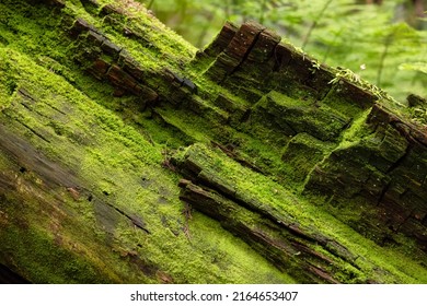 Tree Bark with moss. Close up background. British Columbia, Canada. Rainforest - Powered by Shutterstock