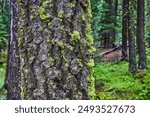 Tree Bark with Moss and Lichens Close-Up in Dense Forest