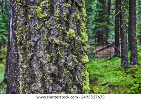 Tree Bark with Moss and Lichens Close-Up in Dense Forest