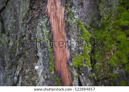 Tree bark with moss and red crack