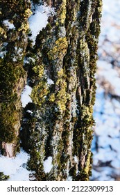 Tree Bark With Moss And Snow. Close Up. Old Tree. Macro Photography.