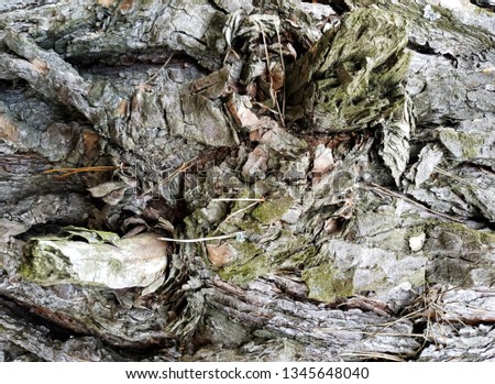tree bark, nackground