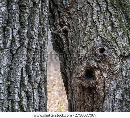 Tree Bark with Natural Face Shape Pattern