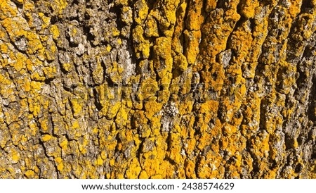 Tree bark. Natural texture. Background.