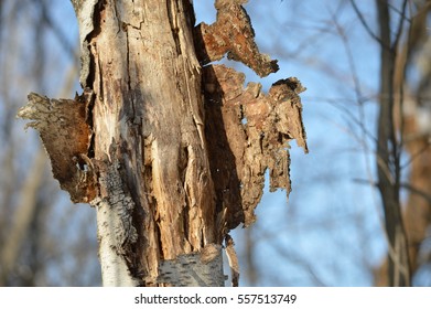Tree with bark open