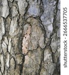 Tree Bark Pattern Close Up