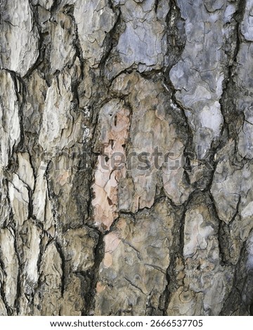 Tree Bark Pattern Close Up