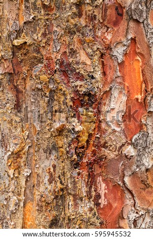 tree bark with resin in nature, note shallow depth of field