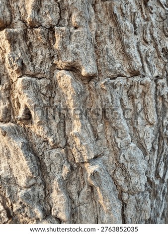 Tree, bark, Rind, The tree has rough bark