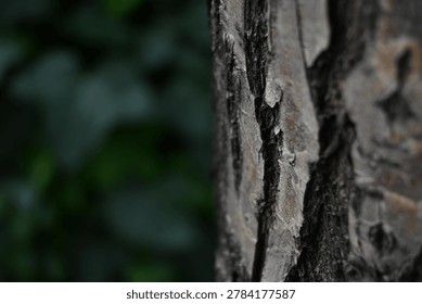 
Tree bark rough texture close-up with bokeh