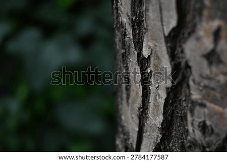 
Tree bark rough texture close-up with bokeh