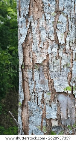 Tree bark with rough texture and natural peeling surface. This photo is suitable for nature background, wood texture, and botanical surface studies.

