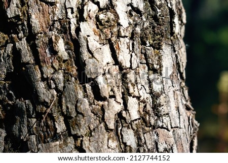 Tree bark seen in daylight