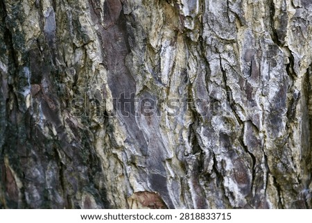 Tree bark serves as a rugged, protective outer layer that shields trees from harsh weather, pests, and environmental stress. Its texture and color vary drastically among species, displaying intricate patterns of deep ridges, flakes, and moss. Scientists often use these unique bark characteristics to identify different tree types in dense forests.