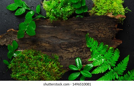 Tree bark slice with greenery top view. Trunk piece with various leaves close up. Decorative botanical backdrop with copyspace. Different foliage, moss and wood on wet surface with water drops
