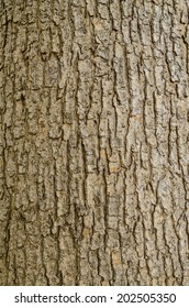 Tree Bark Texture