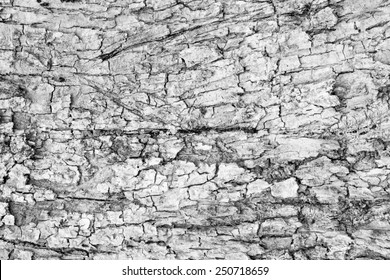 Tree Bark Texture