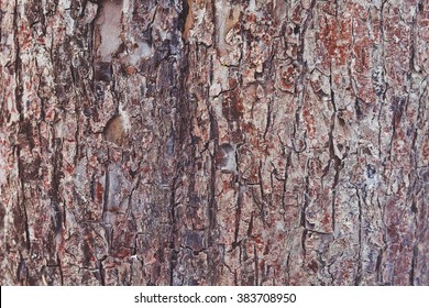 Tree Bark Texture